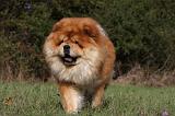 CHOW CHOW 460